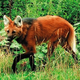 Illustration for article titled This Stretched-Out Wolf's Pee Smells Like Marijuana